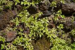 Lecanthus peduncularis